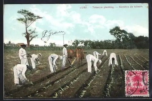 AK Cuba, Tobacco planting, Tabakplantage