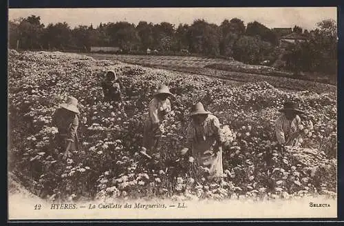 AK Hyères, Cueilllette des Marguerites, Daisies Gathering
