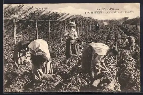 AK Hyères /Côte d`Azur, La Cueilette des Violettes, Parfümeur