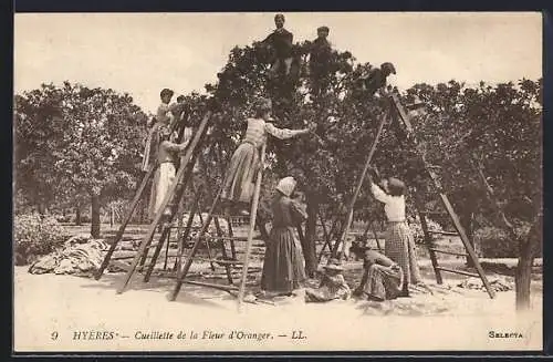 AK Hyères, Cueillette de la Fleur d`Oranger, Parfümeur
