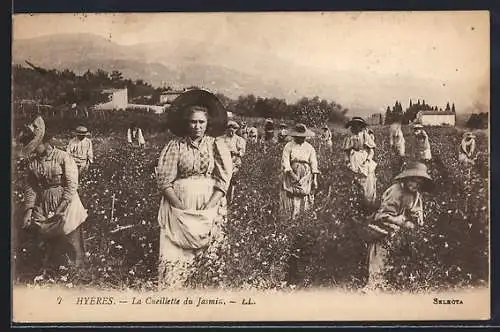 AK Grasse, La Cueillette du Jasmin, Jasminernte, Gärtnerei