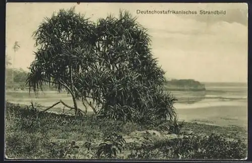 AK Deutschostafrika, Strand mit Palmen
