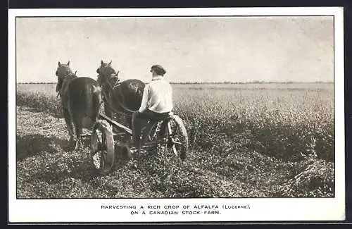 AK Lucerne, Harvesting a rich Crop of Alfalfa on a Canadian Stock Farm