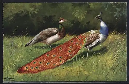 Künstler-AK Alfred Schönian: zwei Pfauen auf einer Wiese