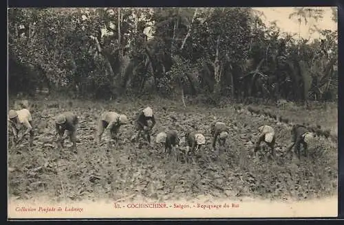 AK Saigon, Repiquage du Riz