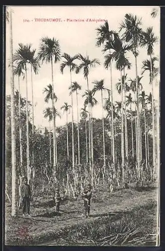 AK Thudaumot, Plantation d`Aréquiers