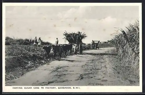 AK Barbados /B. W. I., Carting sugar sane to factory