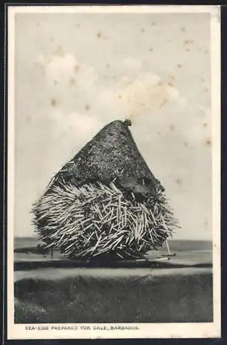 AK Barbados, Sea-Egg prepared for sale