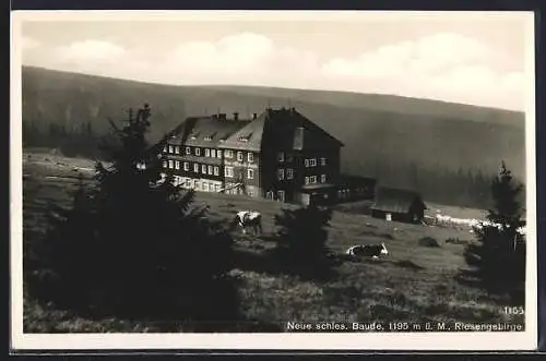 AK Neue schlesische Baude, Berghütte mit Kühen, Riesengebirge