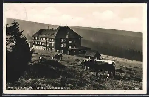 AK Neue schlesische Baude, Berghütte mit Kühen, Riesengebirge