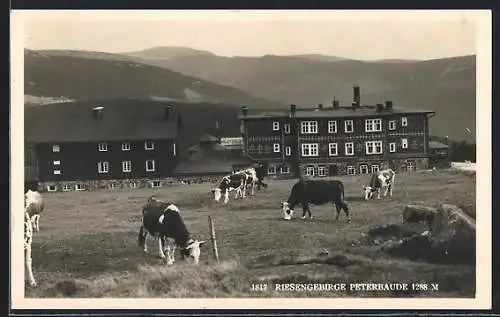 AK Peterbaude /Riesengebirge, Panorama mit weidenden Kühen