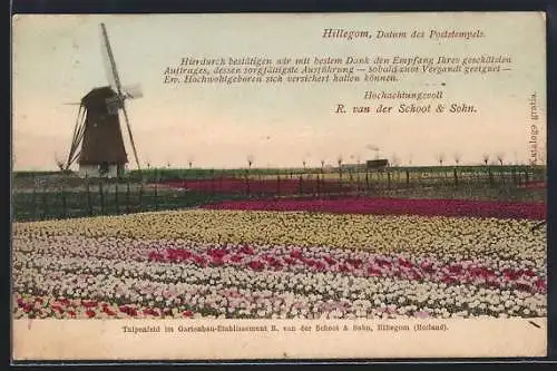 AK Hillegom, Tulpenfeld im Gartenbau-Etablissement R. van der Schoot & Sohn