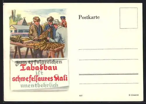 AK Reklame für schwefelsaures Kali als Dünger beim Tabakbau