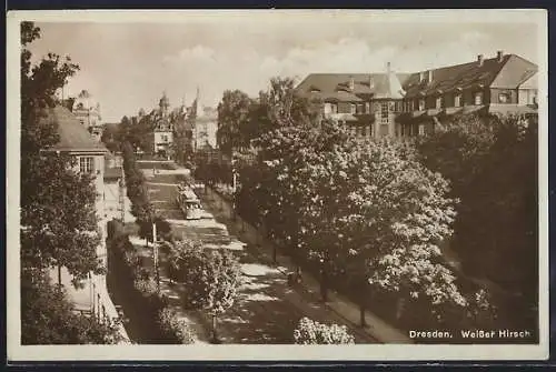 AK Dresden, Weisser Hirsch, Strassenpartie mit Bäumen