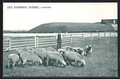 AK Québec, Des Agneaux