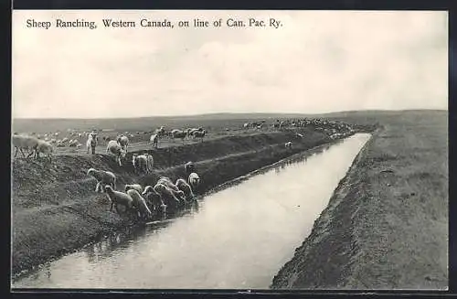 AK Western Canada, Sheep Ranching, on line of Can. Pac. Ry.