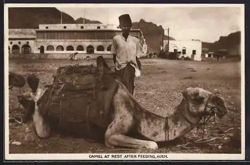 AK Aden, Camel at rest after feeding, Sattes Kamel