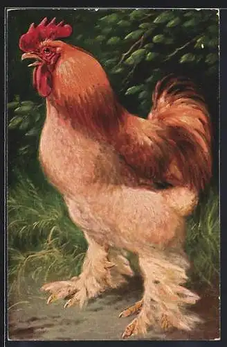 AK Hahn der Rasse Wollfusshuhn