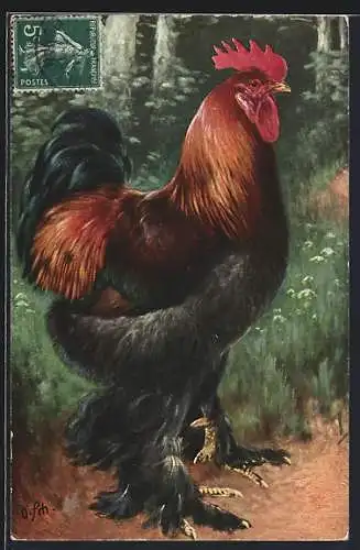 Künstler-AK Portrait eines prächtigen Hahns