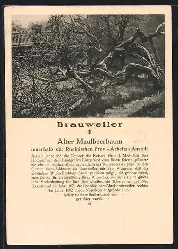 AK Brauweiler / Pulheim, Alter Maulbeerbaum innerhalb der Rheinischen Prov.-Arbeits-Anstalt