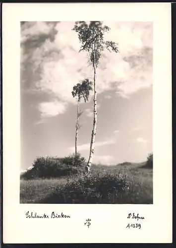 Foto-AK Adalbert Defner: Schlanke Birken