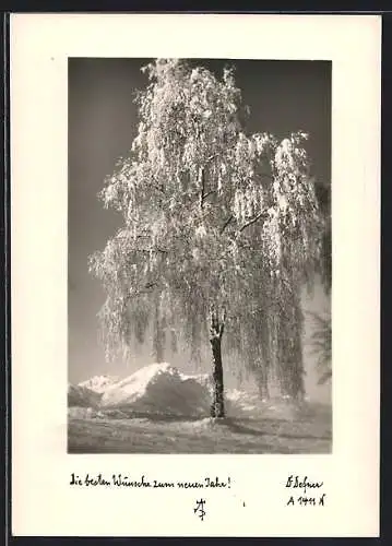 Foto-AK Adalbert Defner: Verschneite Birke in den Bergen, Neujahrsgruss