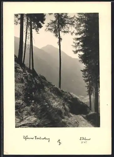 Foto-AK Adalbert Defner: Schöner Sommertag