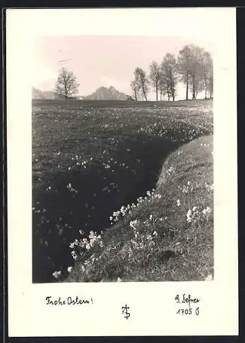 Foto-AK Adalbert Defner: Blühende Wiese in den Bergen, Ostergruss