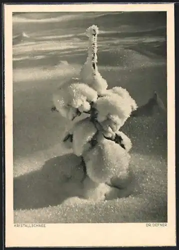 Foto-AK Adalbert Defner: Kristallschnee auf einer jungen Tanne