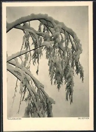Foto-AK Adalbert Defner: Trauerweide im Schnee