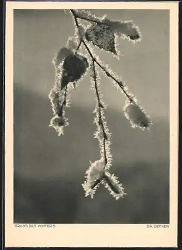 Foto-AK Adalbert Defner: Schnee auf einem Zweig