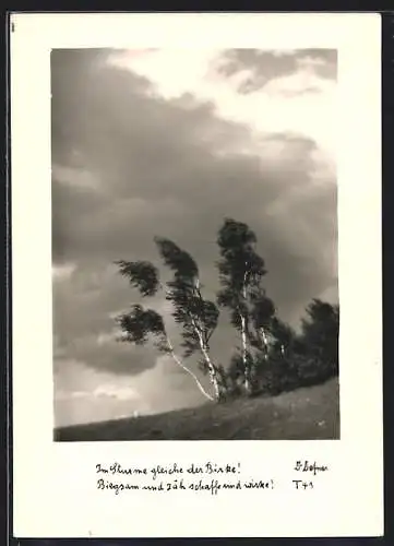 Foto-AK Adalbert Defner: Birken im Sturm