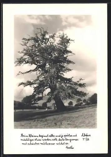 Foto-AK Adalbert Defner: Berglandschaft mit altem Baum