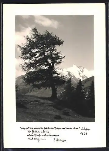 Foto-AK Adalbert Defner: Alter Baum in den Bergen