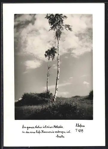 Foto-AK Adalbert Defner: Birken auf einer Wiese