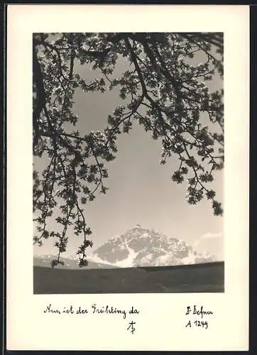 Foto-AK Adalbert Defner: Berglandschaft mit blühendem Baum