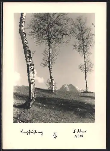 Foto-AK Adalbert Defner: Bergfrühling, Birken im Sonnenschein