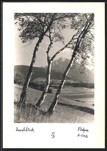 Foto-AK Adalbert Defner: Sonnige Berglandschaft mit drei Birken