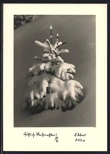 Foto-AK Adalbert Defner: Junge Tanne im Schnee, Weihnachtsgruss
