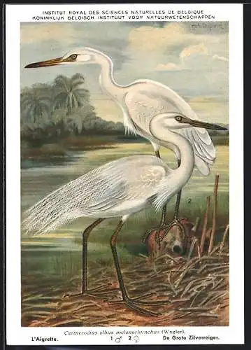 Künstler-AK Hubert Dupond: De Grote Zilverreiger