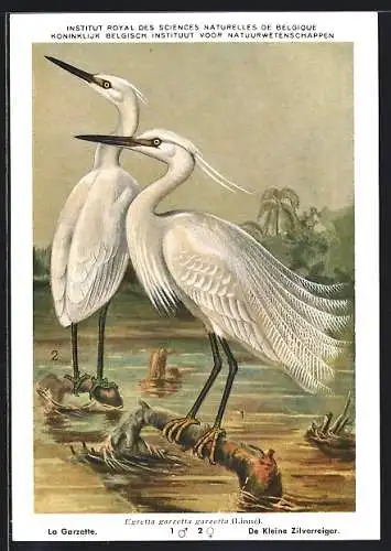 Künstler-AK Hubert Dupond: De Kleine Zilverreiger