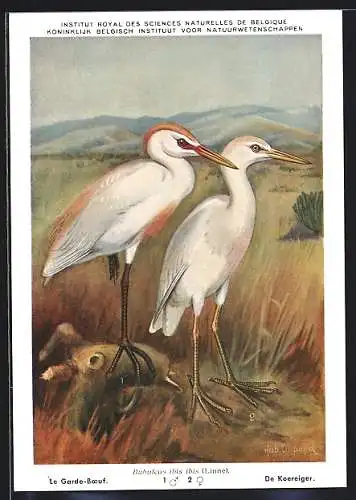 Künstler-AK Hubert Dupond: De Koereiger