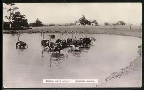 AK South Africa, Ostriches Bathing