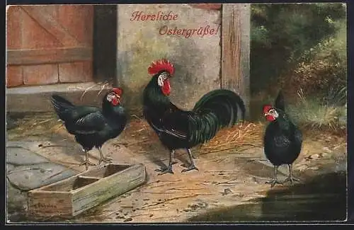 Künstler-AK Alfred Schönian: Dunkel gefiederte Hennen und Hahn