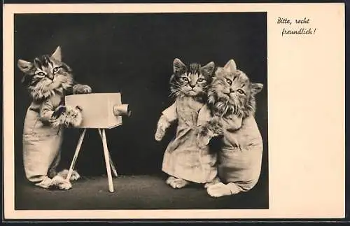 AK Vermenschlichte Tiere, Katzen posieren für ein Foto