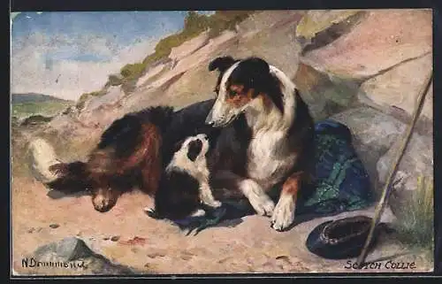 Künstler-AK Scotch Collie Hündin mit Nachwuchs