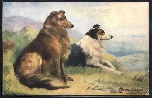 Künstler-AK Collie, brauner und schwarz weisser Hund schauen in die Ferne