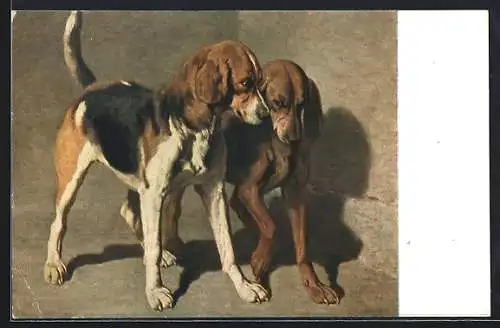 AK zwei Jagdhunde beim Spiel