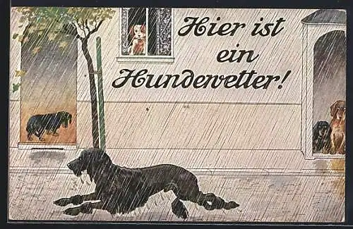 AK Pudel läuft durch den Regen, Meteorologie