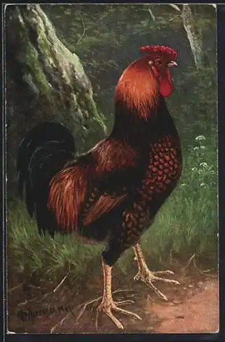 Künstler-AK sign. Otto Scheuerer: Hahn am Waldrand